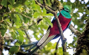 A resplendent quetzal, which is a bird species found Costa Rica